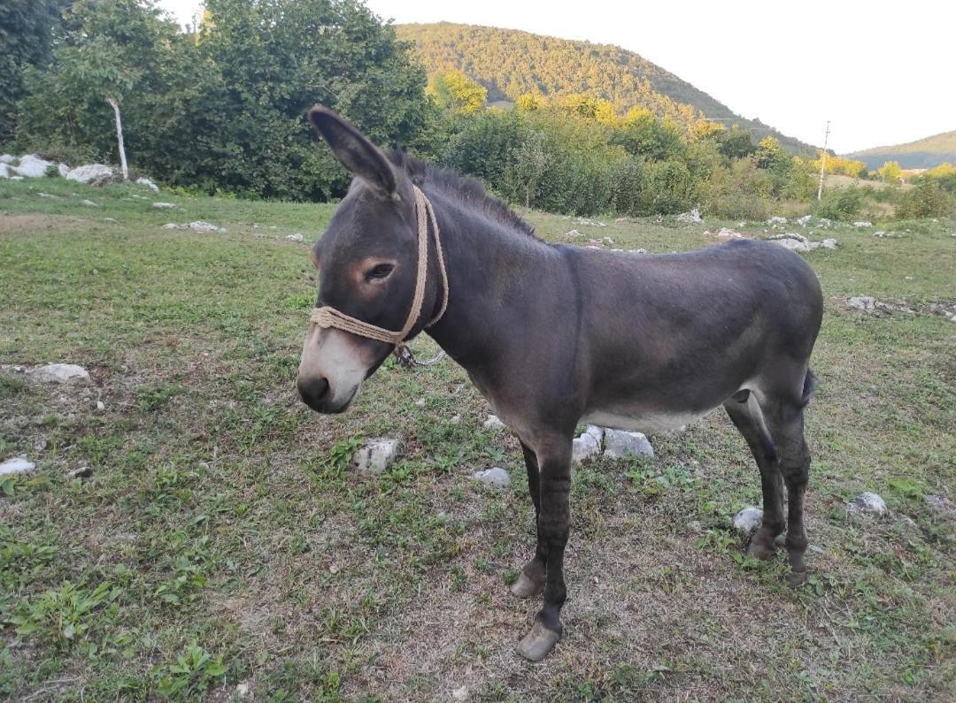 Apartment Sertić Poljanak Zewnętrze zdjęcie